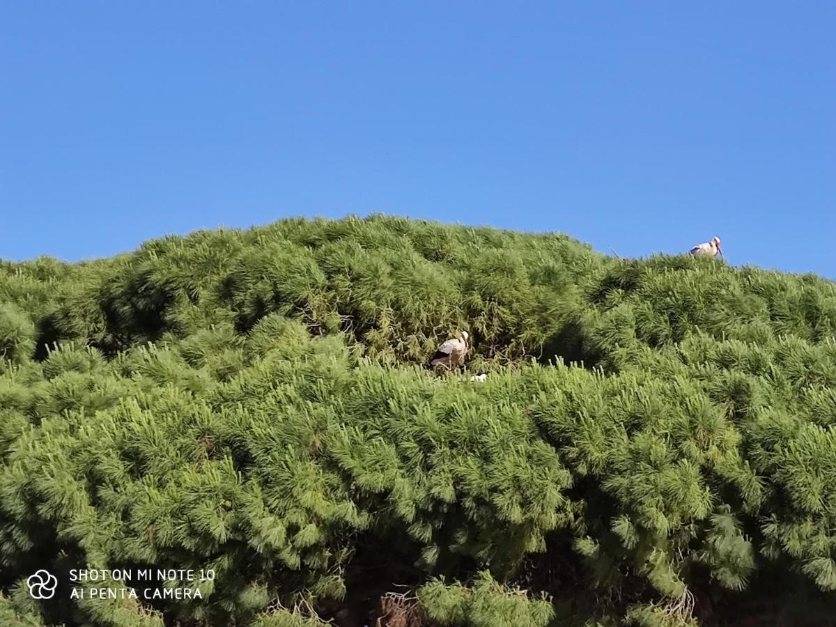 Pueblos Blancos Vejer de la Frontera Ngoại thất bức ảnh